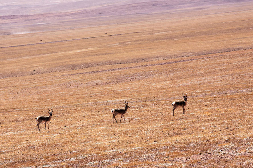 Required Documents for a Trip to Ngari Area