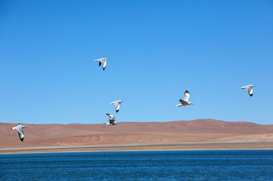How to Do a Kora Journey Around Mount Kailash from Lhasa?